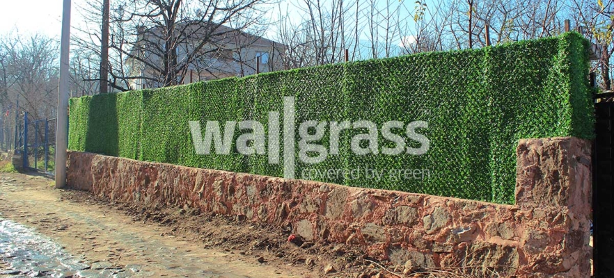¿Qué Es Wallgrass? ¿Cuáles Son Las Áreas De Uso?